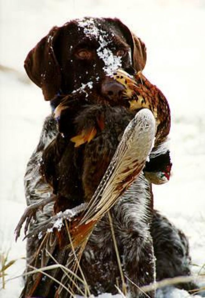 TÜRKİYE'NİN EN ÇOK SEVDİĞİ AV KÖPEĞİ 
