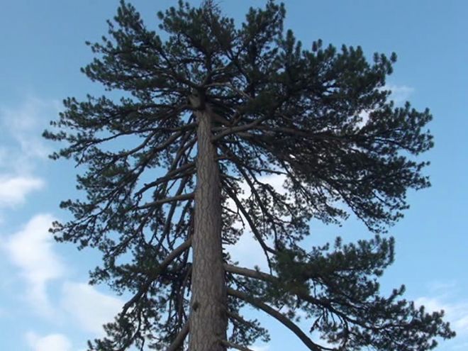 SERİKLİLER 700 YAŞINDAKİ ÇAM'I ZİYARET ETTİ