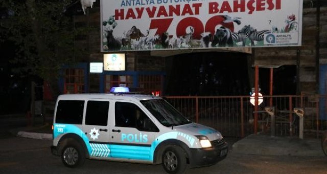 Antalya'da Hayvanat Bahçesinden 'Kurt' Kaçtı