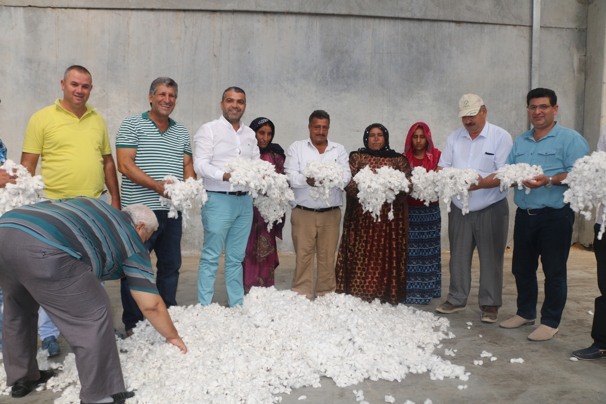 Antbirlik'te Sezonun ilk pamuğu teslim alındı