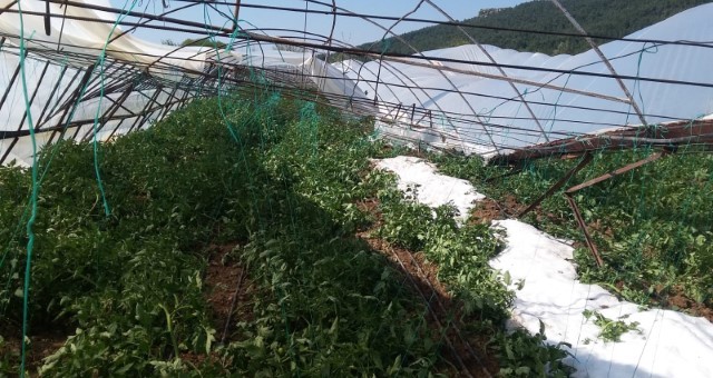 Serik'te Dolu, Tarım Alanlarını Vurdu