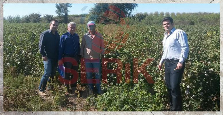 Kütlü Pamuk Desteği Başvurusu 01 Nisan 2015’te son.
