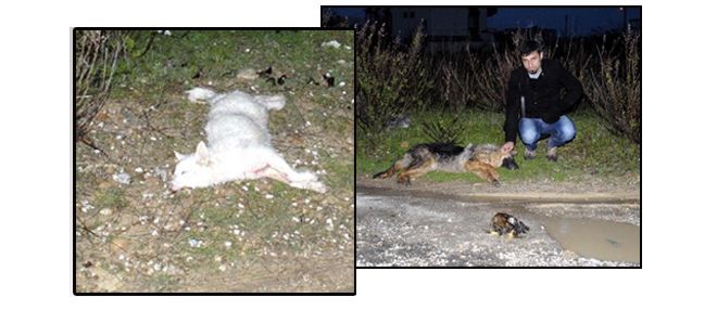 TAVUKLARINI YİYEN KÖPEKLERİ AV TÜFEĞİ İLE ÖLDÜRDÜ