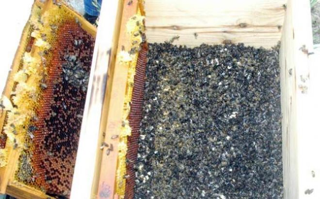 AKBAŞ MAHALLESİNDE 70 BİN BAL ARISI ZEHİRLENEREK ÖLDÜRÜLDÜ