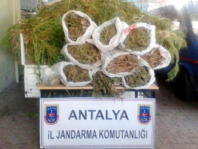 JANDARMADAN HİNT KENEVİRİ VE ESRAR OPERASYONU
