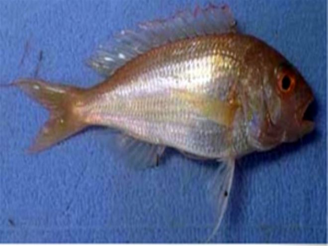 BİLİM ADAMLARI AKDENİZ'İN YENİ MERCANI'NI İNCELİYORLAR