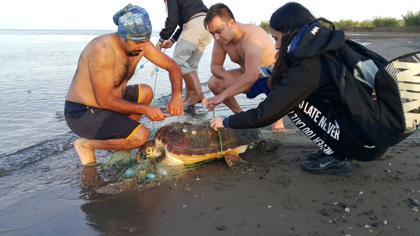 Balık Ağına Dolanan Caretta Caretta Kurtarıldı