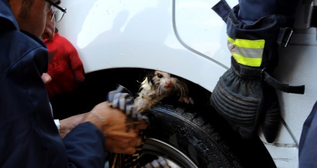 Kepez'de Yavru Kedi, Girdiği Kamyonetten Tazyikli Suyla Çıkarıldı