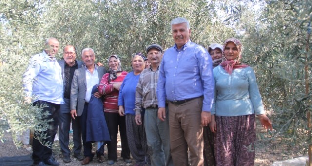 Başkan Çalık, Zeytin Hasadı Yaptı