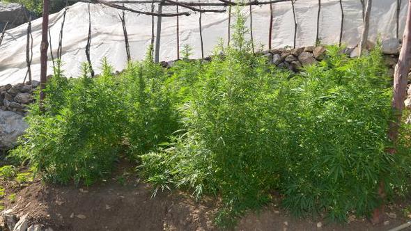 Yumaklar’da 53 kilo esrar ele geçirildi