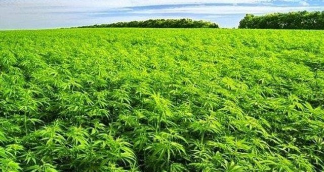 Kenevir Serik'te de Ekilebilecek