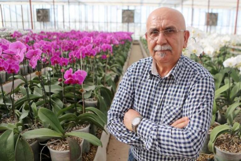 14 Farklı Renkte Orkide Serik’te Yetiştiriliyor