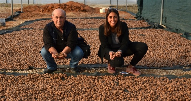 6 Yıl Önce Diktiler! Kilosu 130 Lira