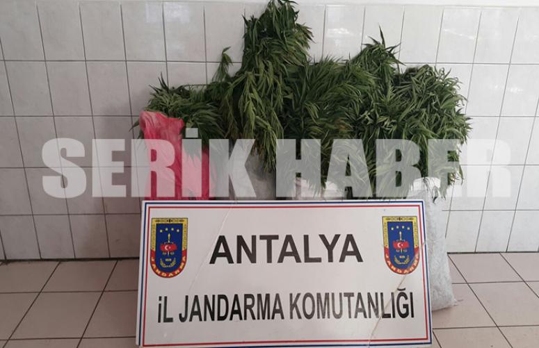 Pamuk tarlasında dişi hint keneviri ele geçirildi