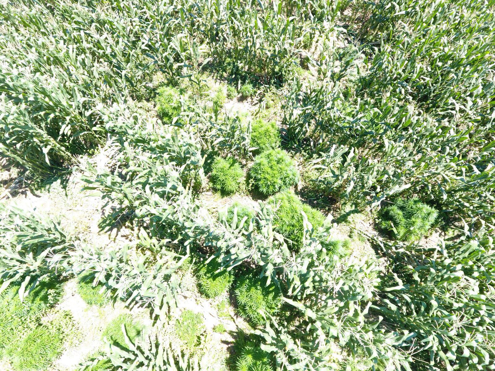 Jandarma Mısır tarlasında 235 kg esrar ele geçirdi