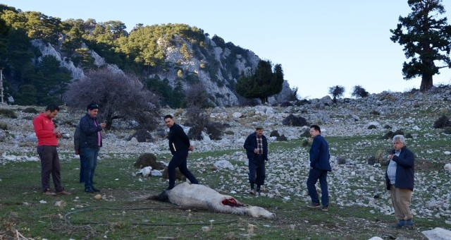Kurtlar Saldırdıkları Atı Parçaladı