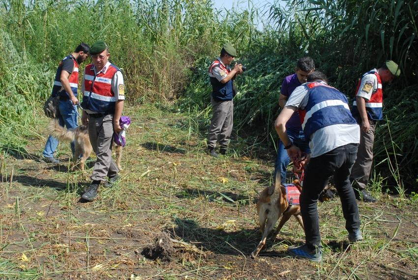 Jandarmadan Büyük Operasyon : 600 kilo kubar esrar