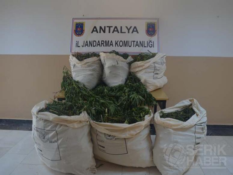 Jandarmadan uyuşturucu operasyonu