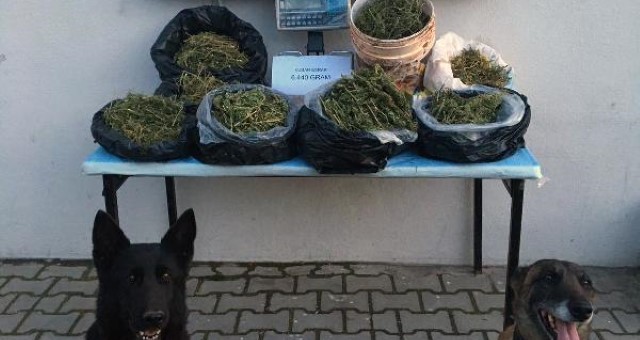 Jandarmadan Uyuşturucu Operasyonu