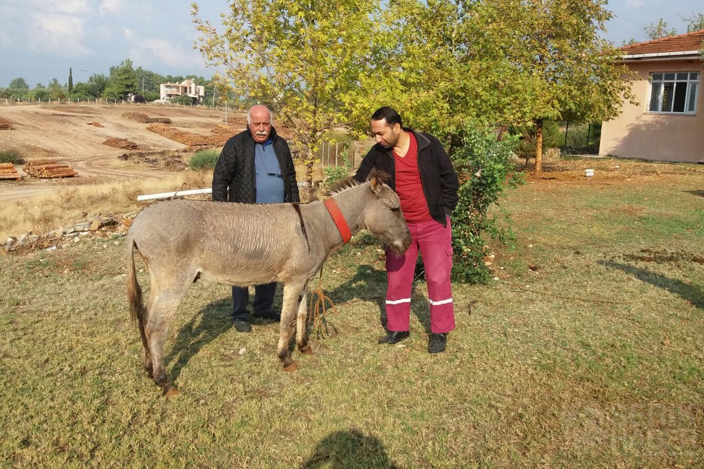 Eşekli Muhtar Eşeğini Yeniledi