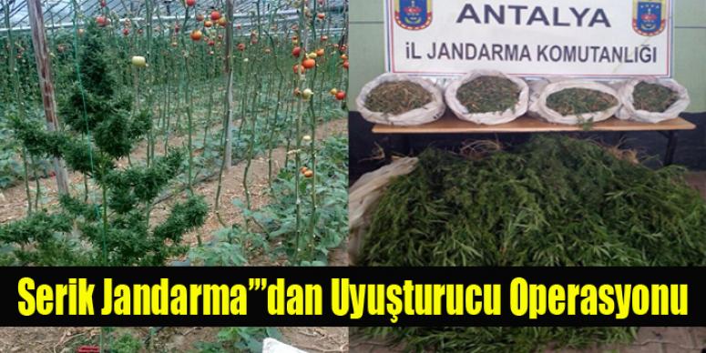 Serik Jandarma’dan Uyuşturucu Operasyonu