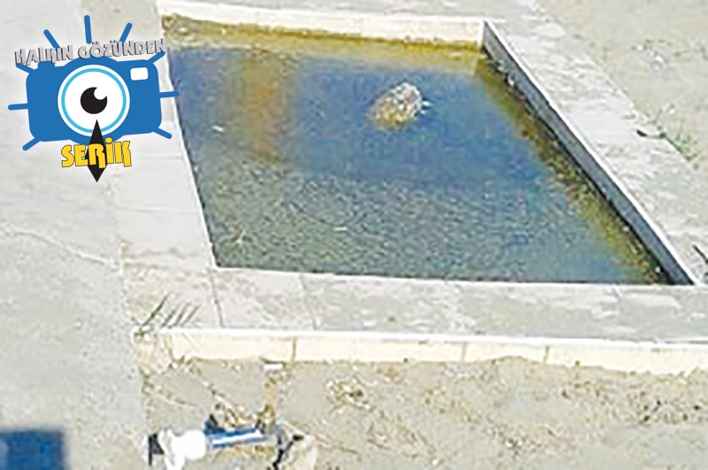 Halk Plajında Kurbağalı Havuz