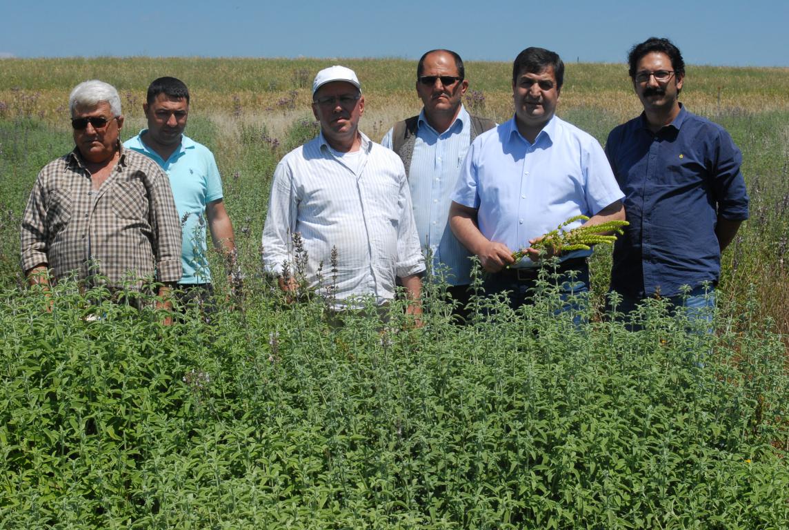 Dağdaki Kültür Bitkisini Aldık, Ovaya İndirdik