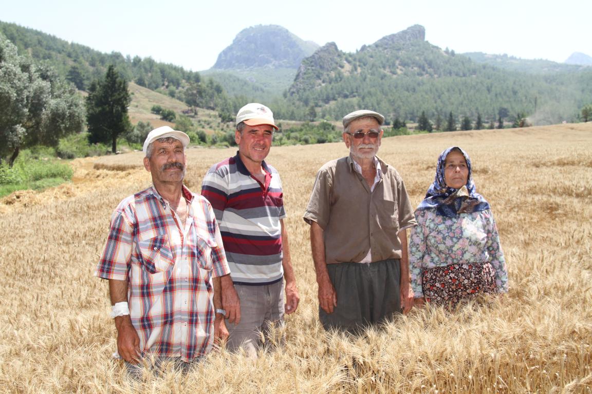 Çiftçiler Buğday Hasadına başladı