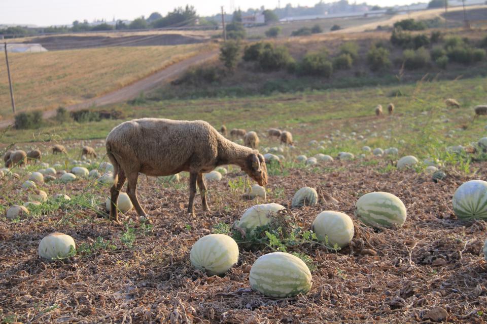 Sıcakta tarlada kalan karpuz koyunlara yaradı