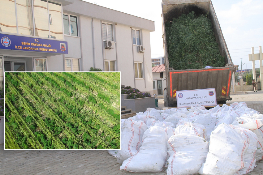 Jandarma 16 milyon değerinde rekor esrar ele geçirdi