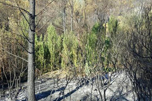 Karataş'ta yanan ormanda uyuşturucu bulundu